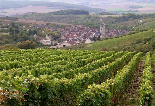 los famosos viñedos de Chablis (Francia)